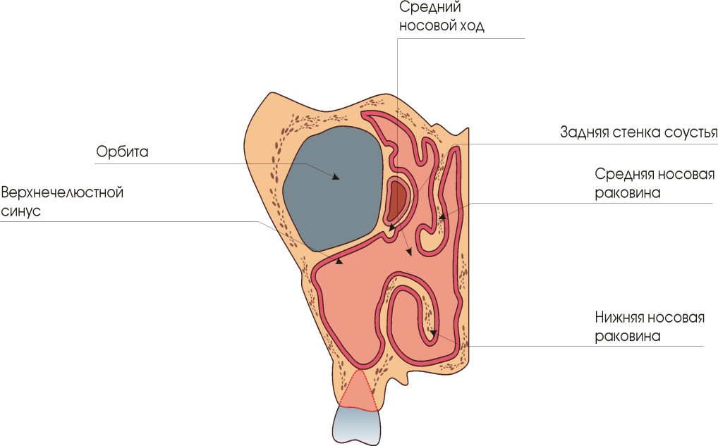 Endoskopiya6